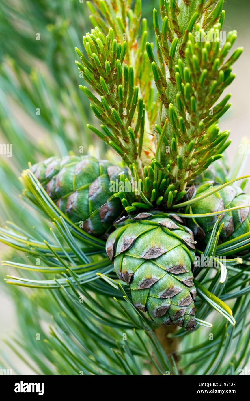 Japanese White Pine, cones, Pinus parviflora 'Shizukagoten' Stock Photo