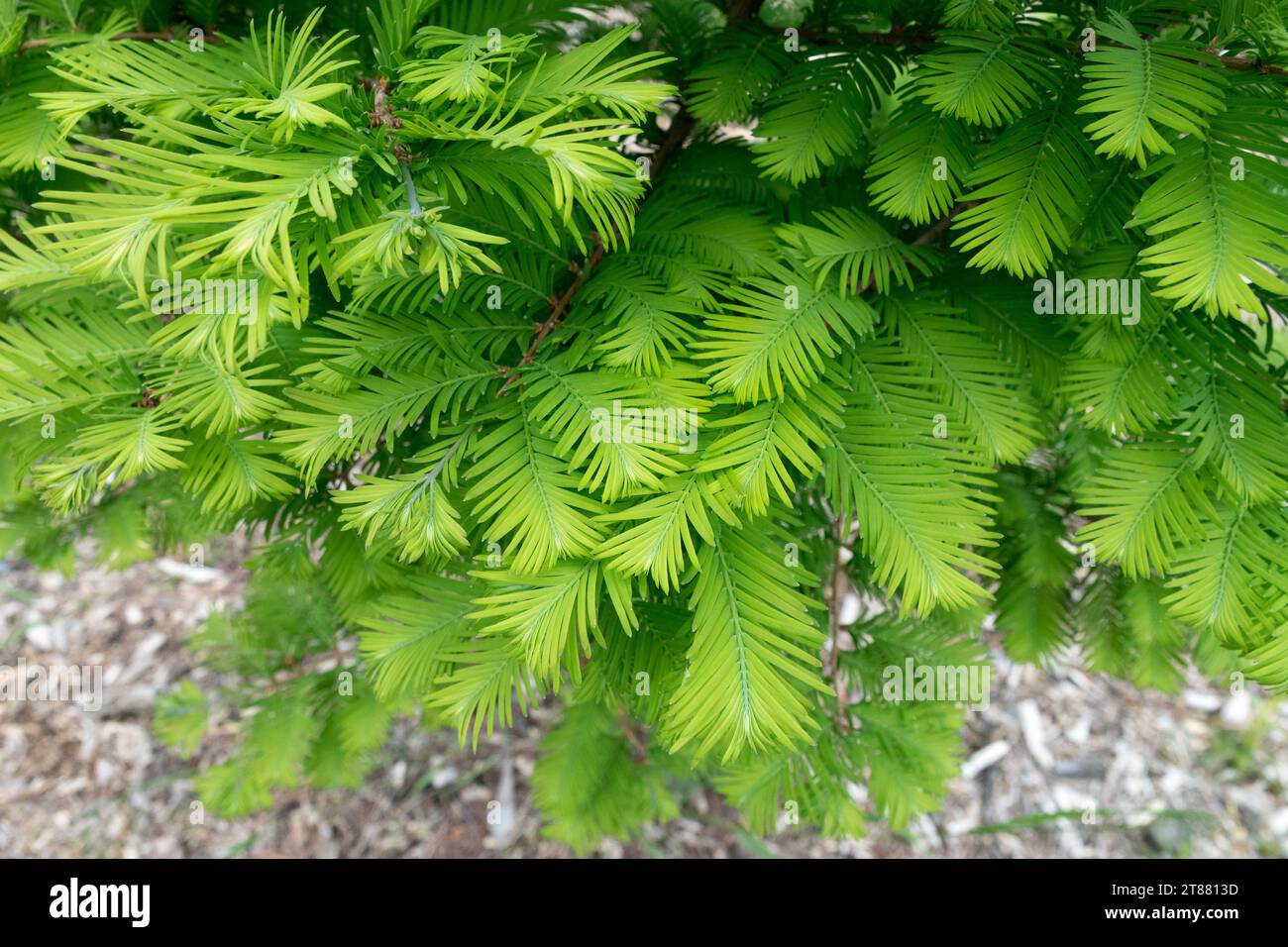Foliage, Conifer, Needles, Plant, branch, Coniferous, Metasequoia glyptostroboides 'Chubby' Stock Photo