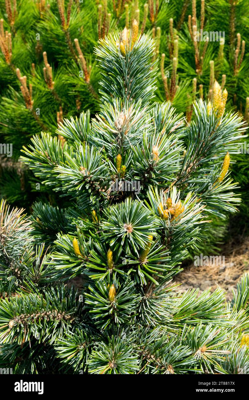 Foxtail Pine, Pinus balfouriana, Needles Stock Photo