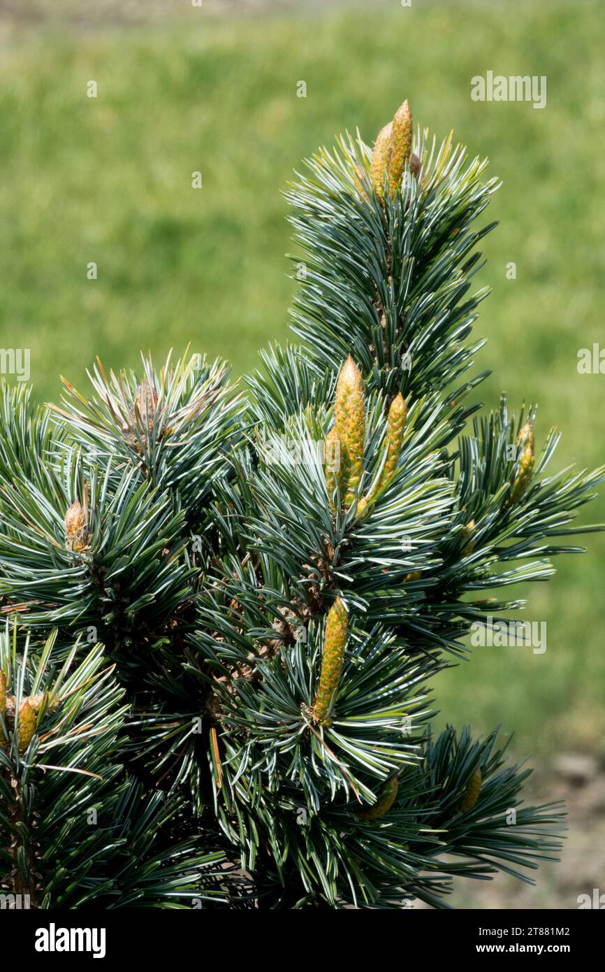 Pinus balfouriana, Foxtail Pine Stock Photo