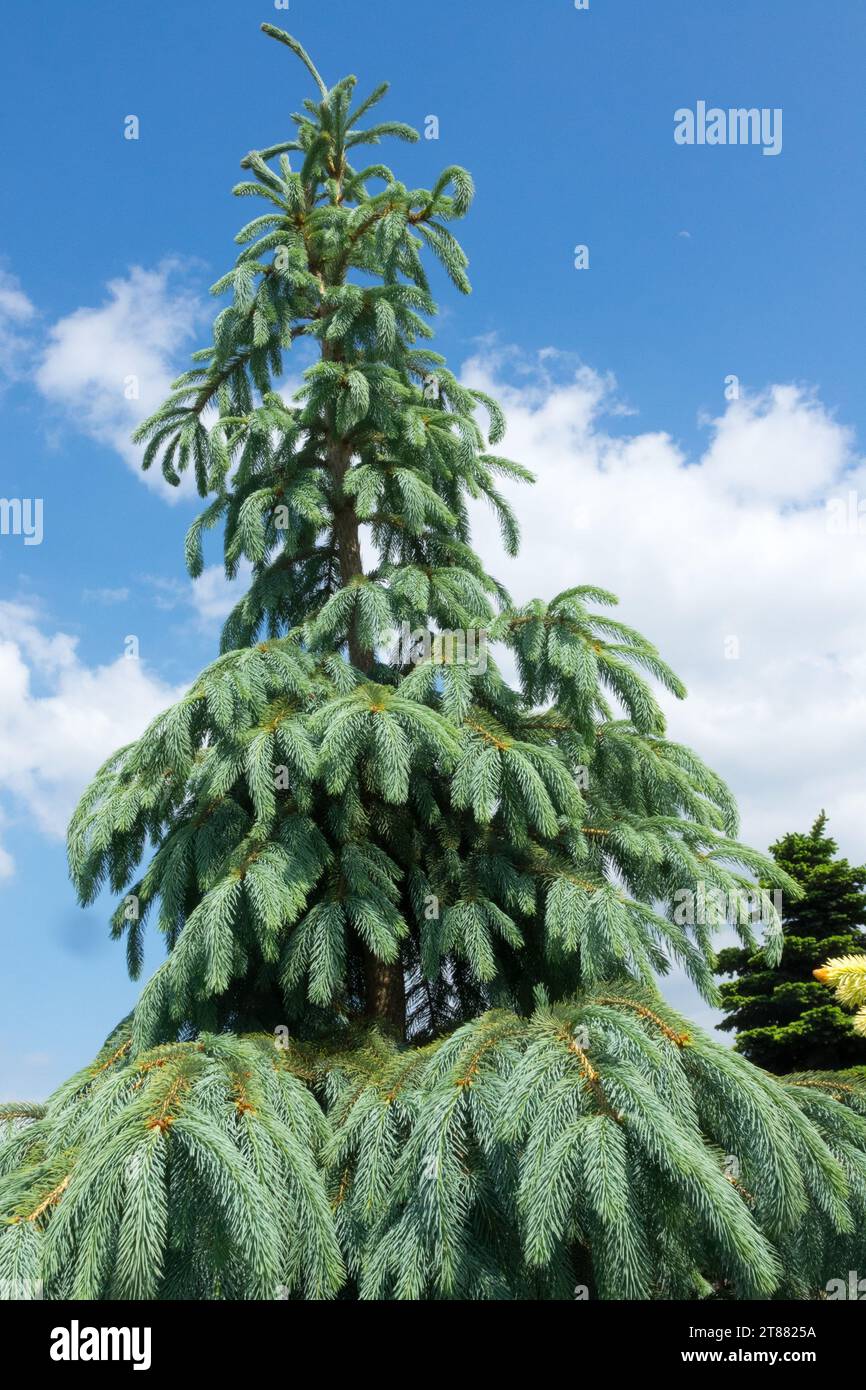 Spruce, Tree, Conifer, Plant, Gymnospermae, needled, Picea engelmannii 'Bushs Lace' Stock Photo