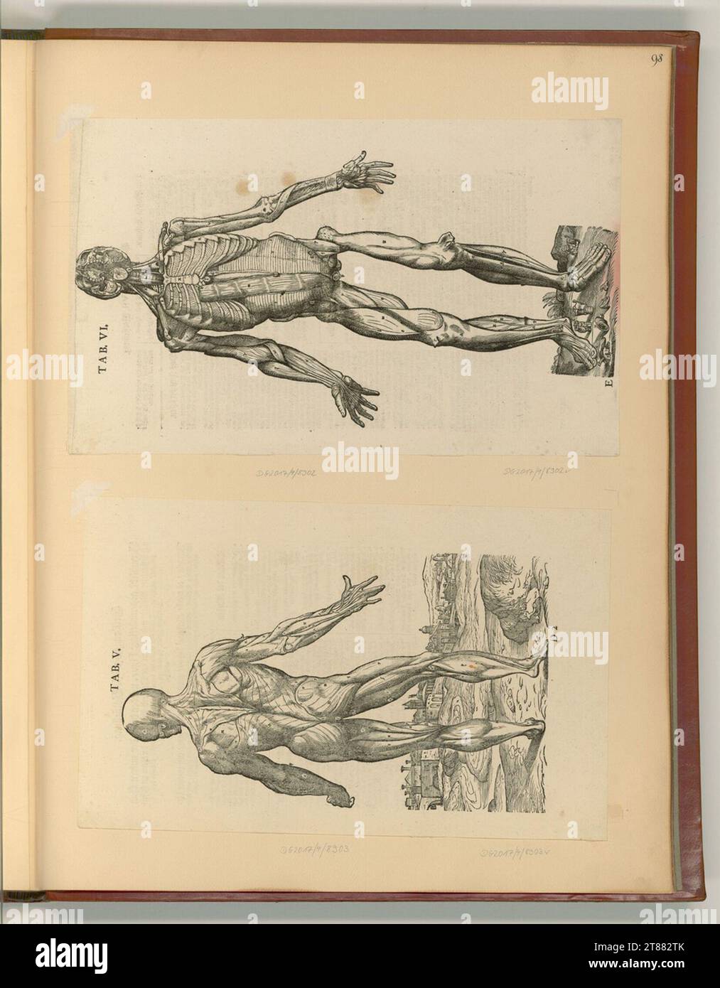 Andreas Vesalius (An der Entstehung Beteiligte r) Anatomy of the human ...