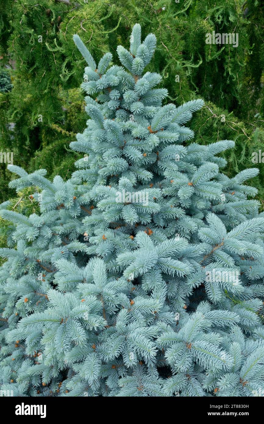 Colorado Blue Spruce, Picea pungens 'Blue Mountain' Stock Photo