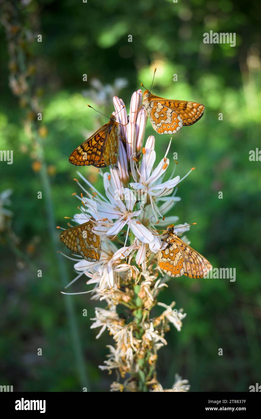 Red Wave Maiden Euphydryas aurinia butterflies perched eating pollen nectar from white flower of Asphodelus aestivus White Gamon Stock Photo