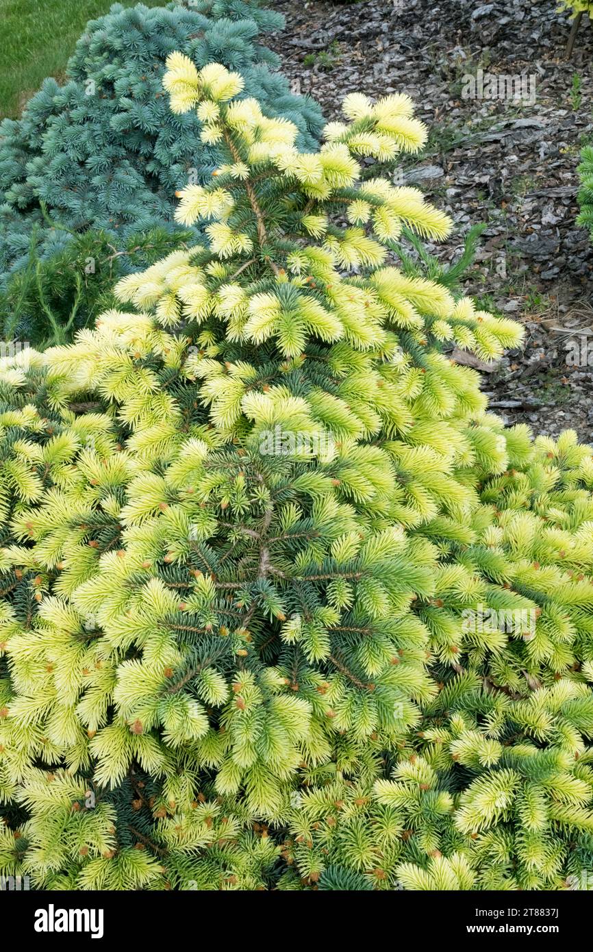 Picea pungens 'White Spring', Colorado Blue Spruce Stock Photo