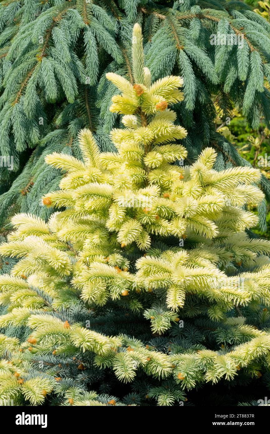 "Bialobok" cultivar, Colorado Blue Spruce, Tree, Foliage, Picea pungens