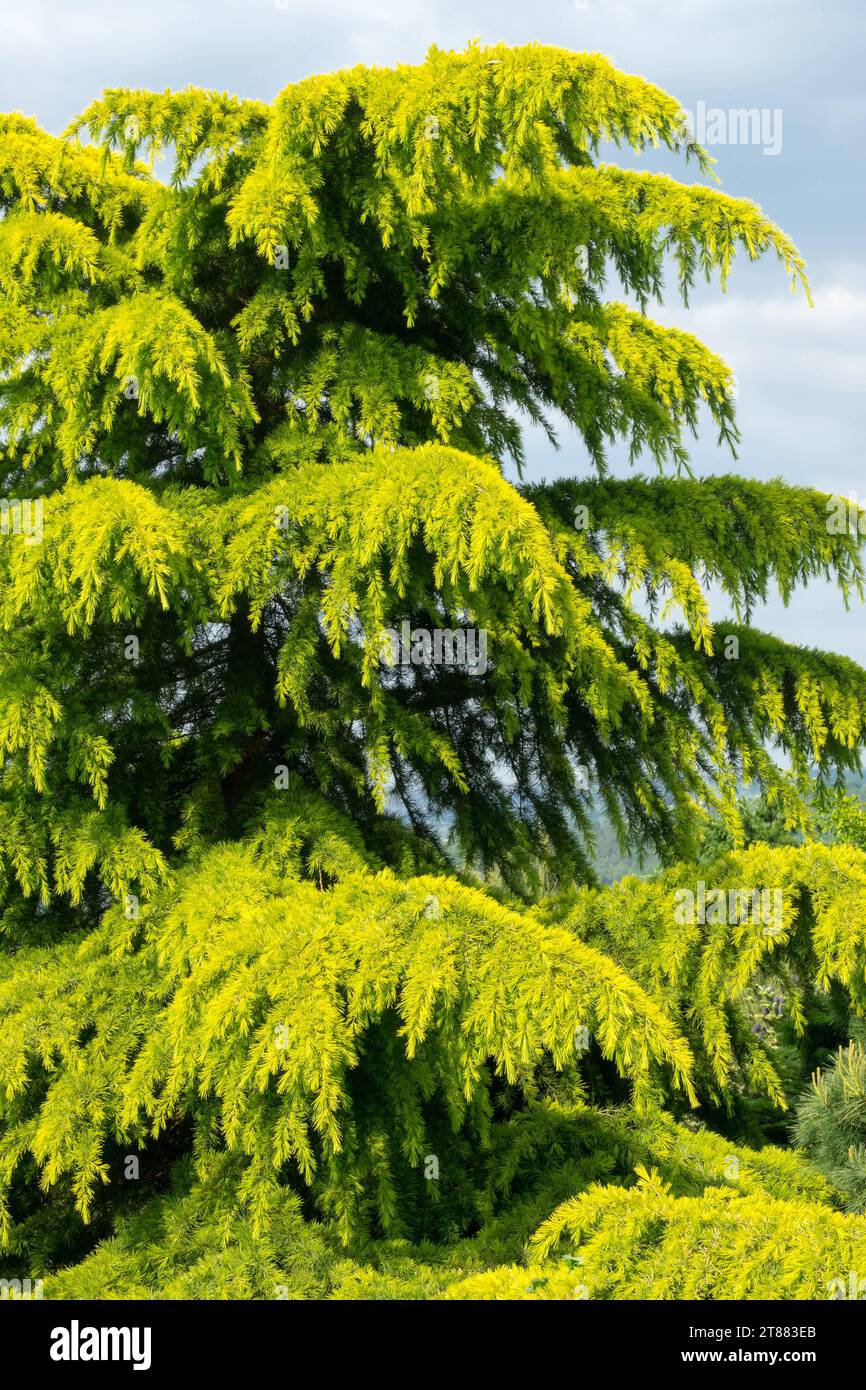 Cedrus deodara 'Aurea', Deodar Cedar tree Stock Photo