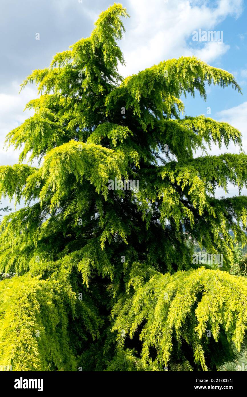Cedrus deodara 'Aurea', Golden, Tree, Cedar Stock Photo