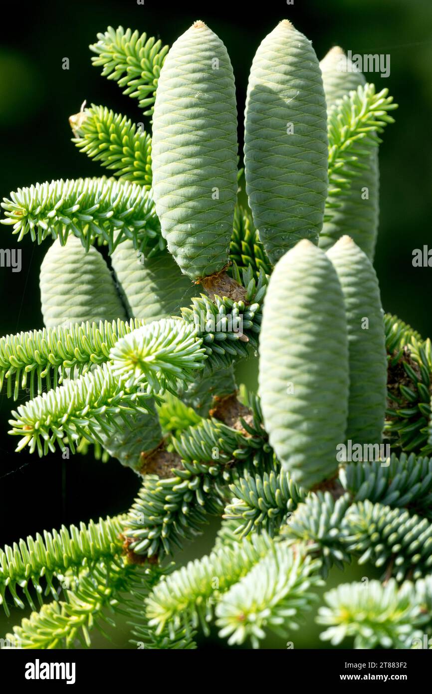 Hedgehog Fir, Female cones, Spanish Fir, cones, Abies pinsapo, Fir, Abies pinsapo "Hammondii