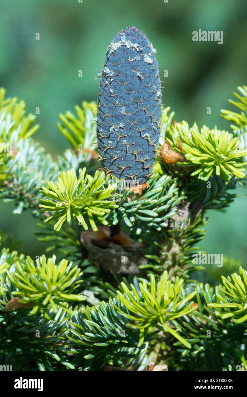 Veitch Fir, Cone, Abies veitchii, Fir, Conifer, Blue cone Stock Photo