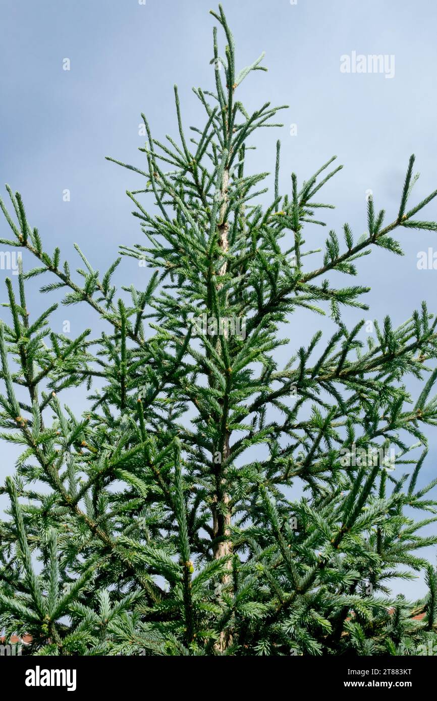 Likiang Spruce, Tree, Lijiang Spruce, Picea likiangensis Stock Photo