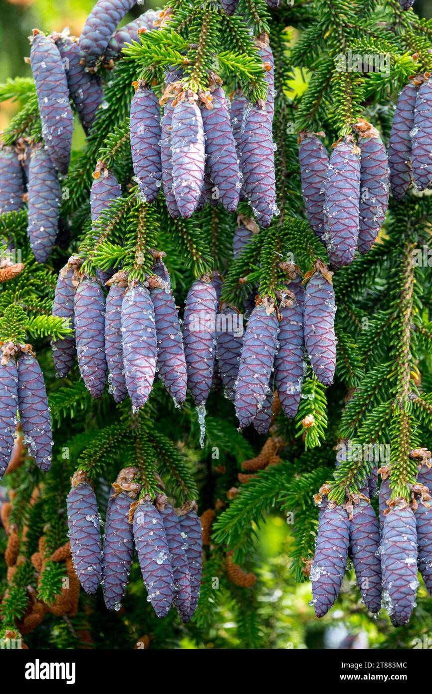 Caucasian Spruce, Female cones, Oriental Spruce, cones, Picea orientalis, branches, Tree Stock Photo
