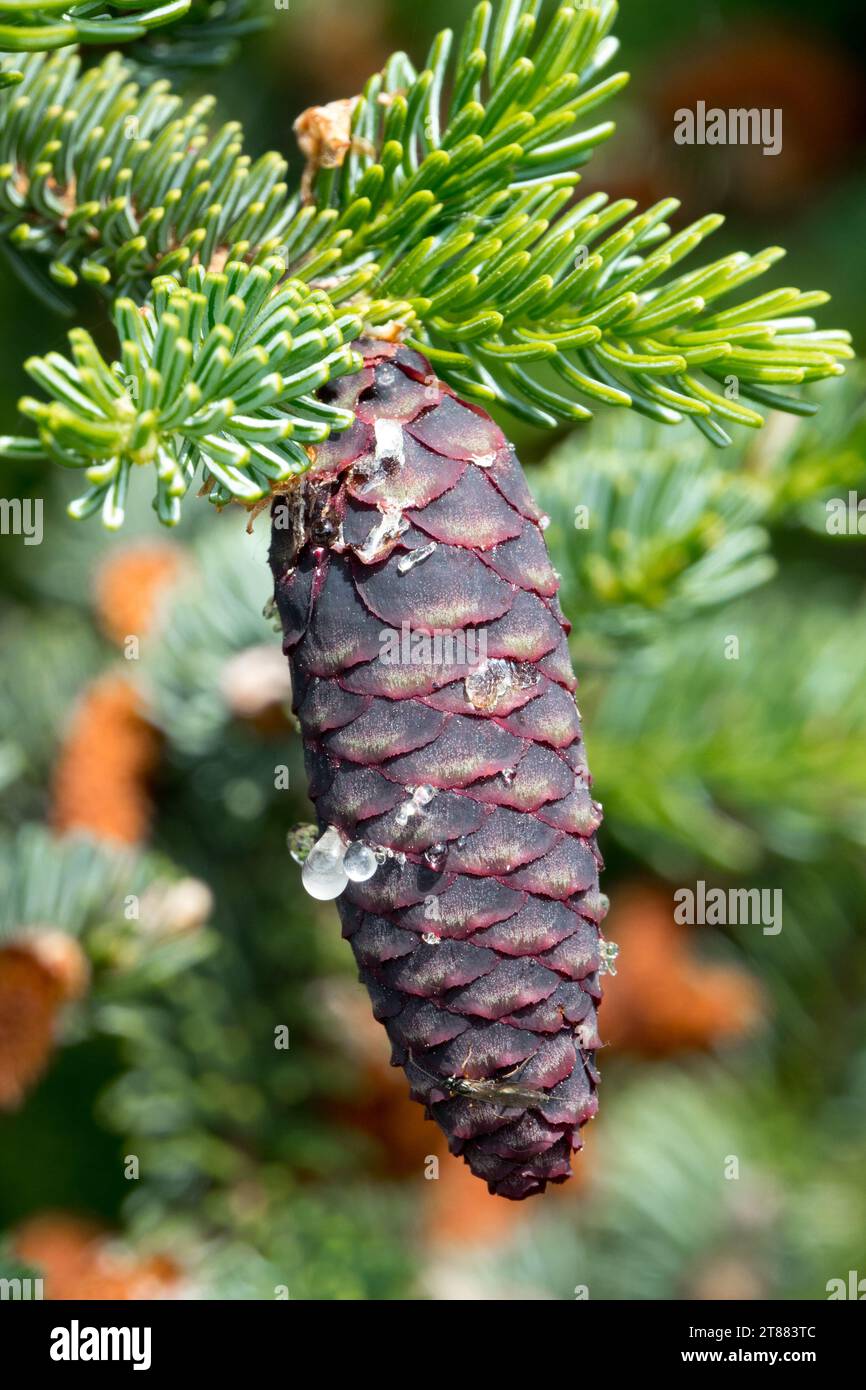 Cone, Picea abies, Conifer, Needles, Norway spruce, Plant, European spruce, Female cone Picea babies 'Glehinii' Stock Photo