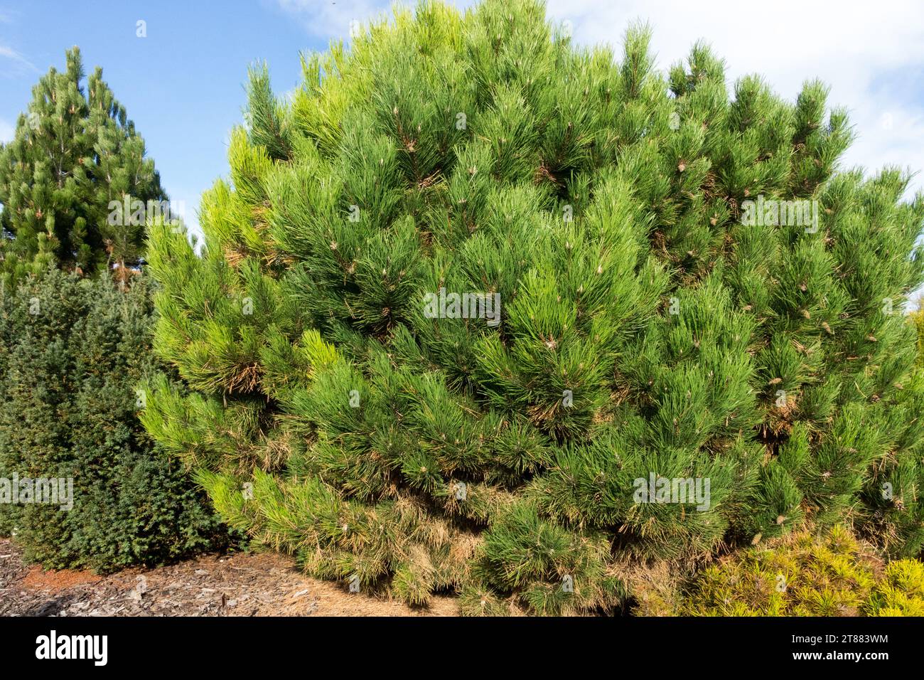 Austrian Pine, European Black Pine, Tree, Garden, Conifer, Pinus nigra 'Globosa Litomyšl' Stock Photo