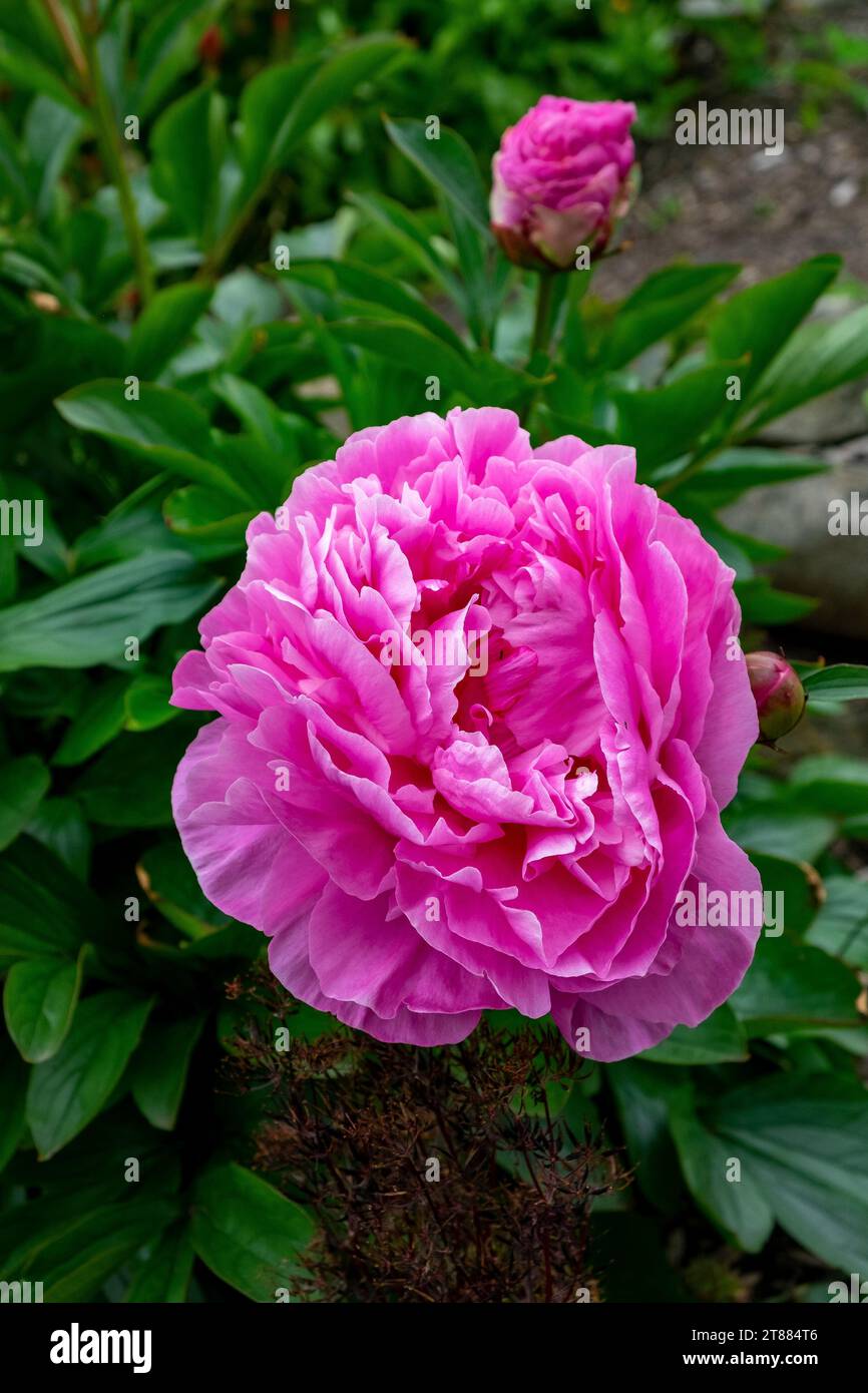 A magenta pink peony in full blossom Stock Photo