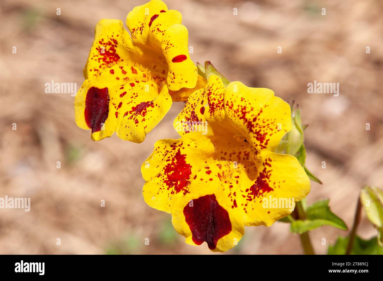 Sydney Australia, yellow flowers with red markings of a mimulus guttatus or monkey flower Stock Photo