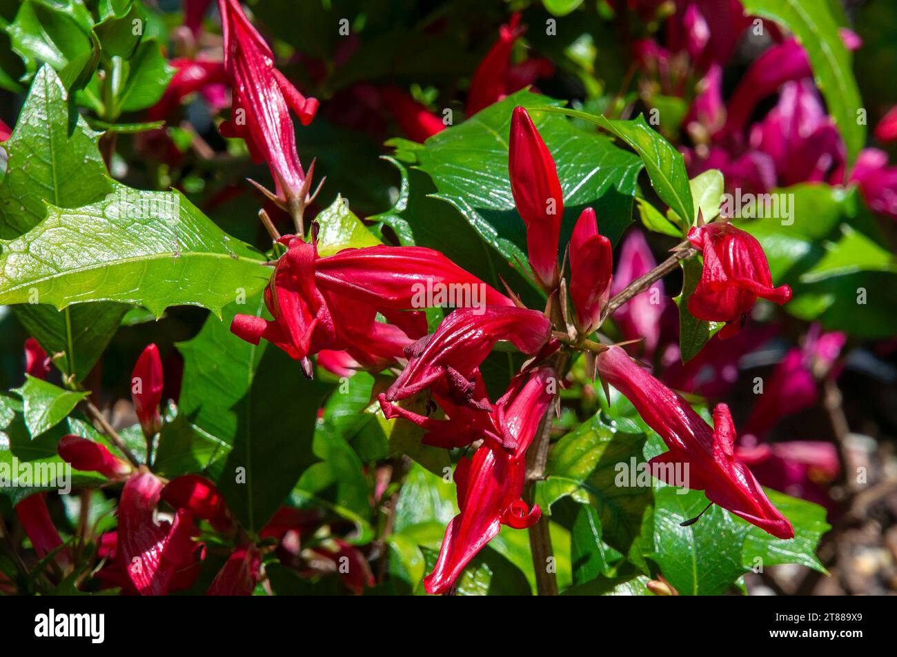 Sydney Australia, flowering  Mount Blackwood Holly shrub an Australian native Stock Photo