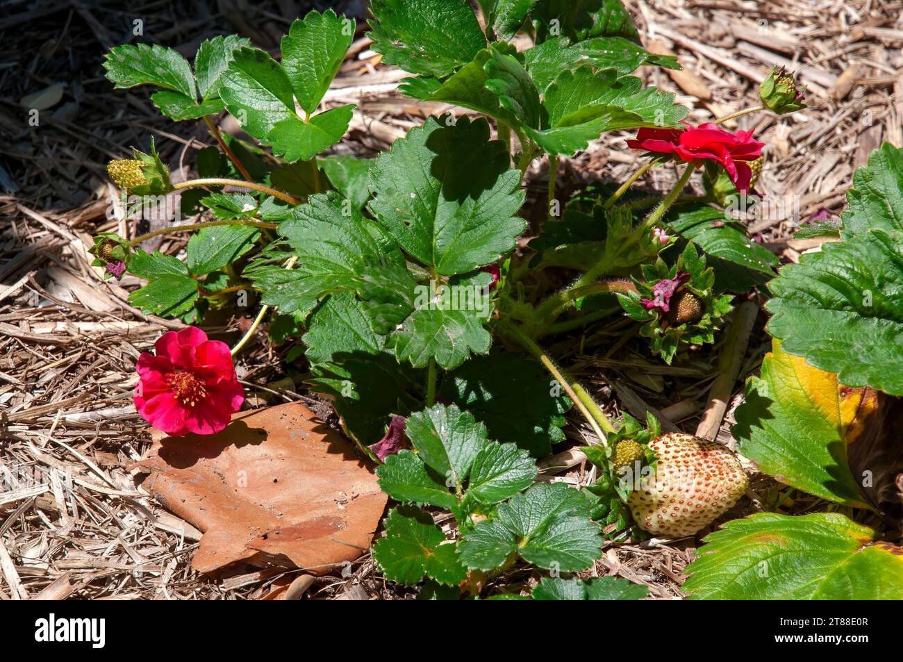 Sydney Australia, pink flowers of a fragaria X ananassa or garden ...