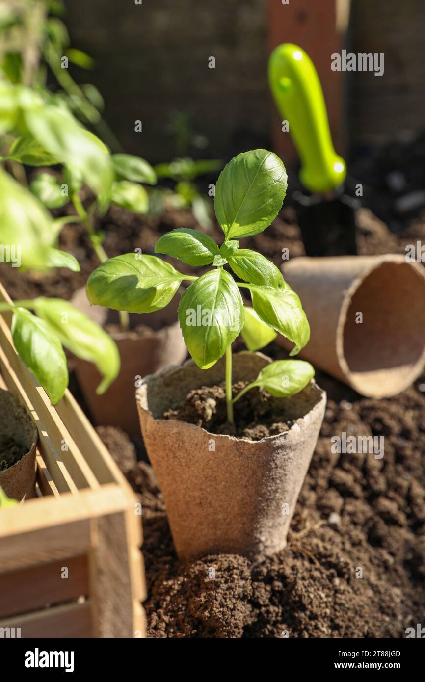 Beautiful seedlings in peat pots on soil outdoors Stock Photo - Alamy