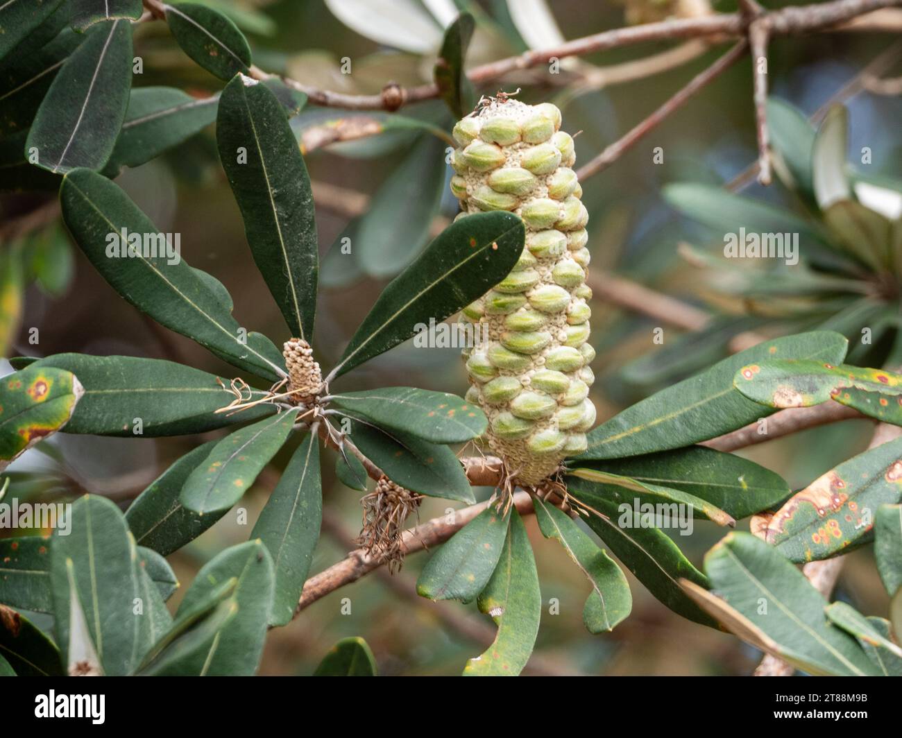 Coast Banksia Integrifolia tree, the woody cone of the flower spike with seed follicles after flowering has finished, dark green leaves Stock Photo