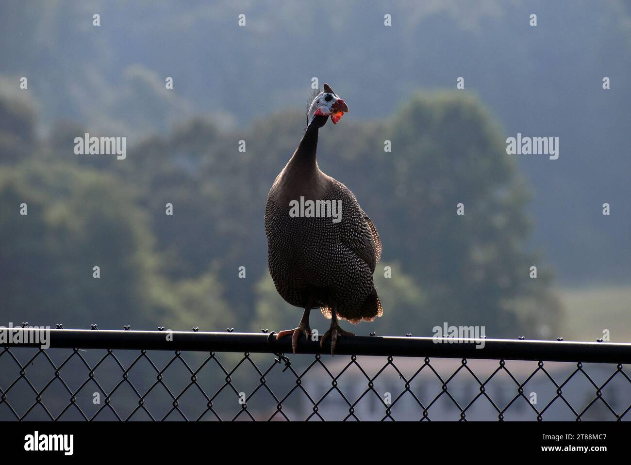 A guineafowl on top of a chain link fence. Stock Photo