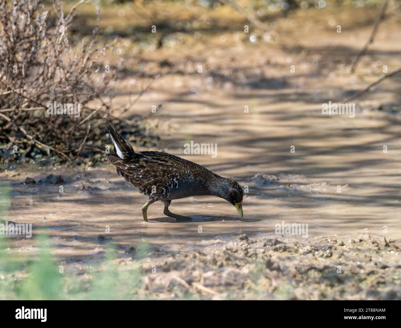 Australian crake, Porzana fluminea,in Cunnamulla, Queensland, Australia