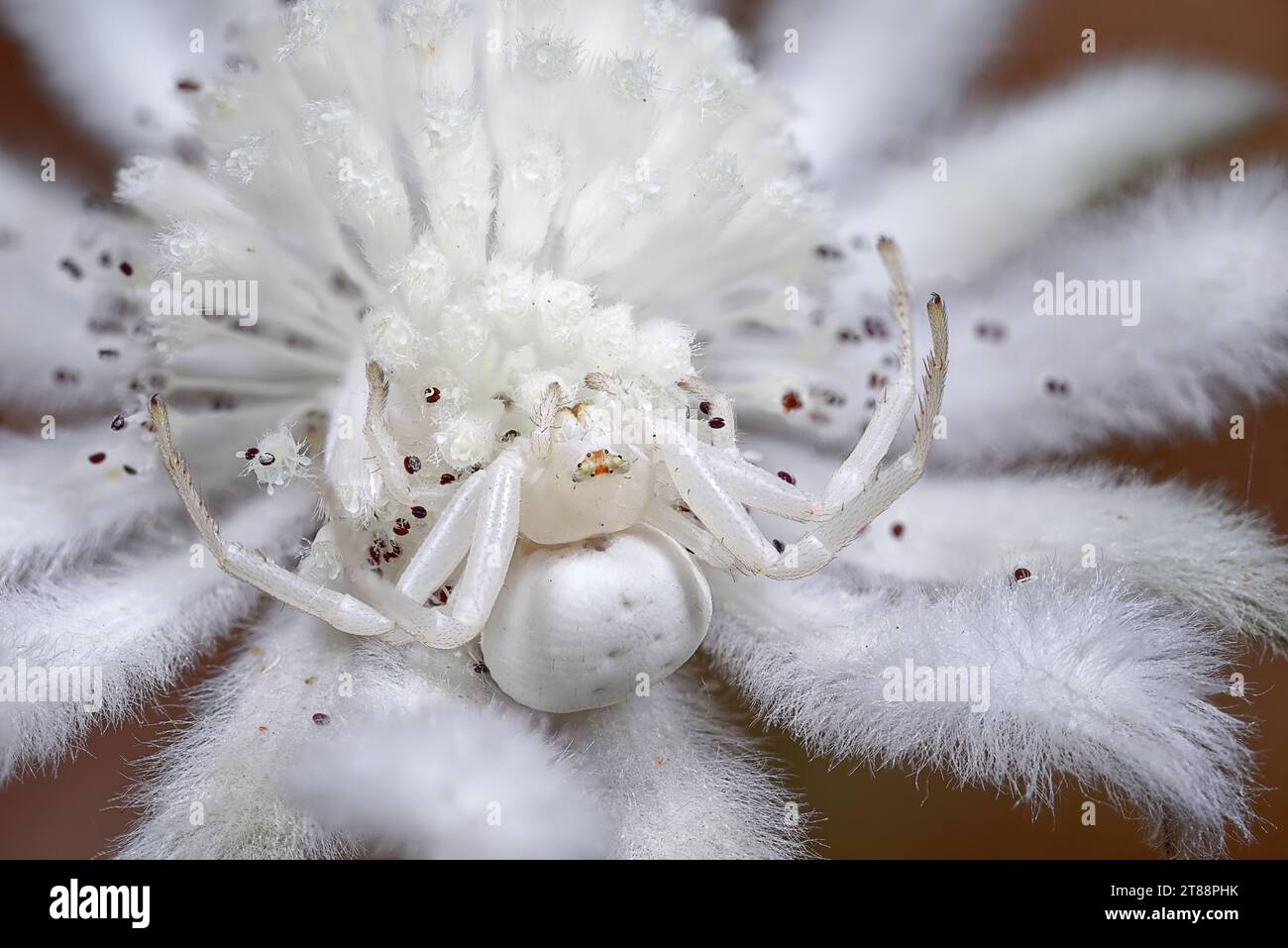 White crab spider on a native white flower. Stock Photo