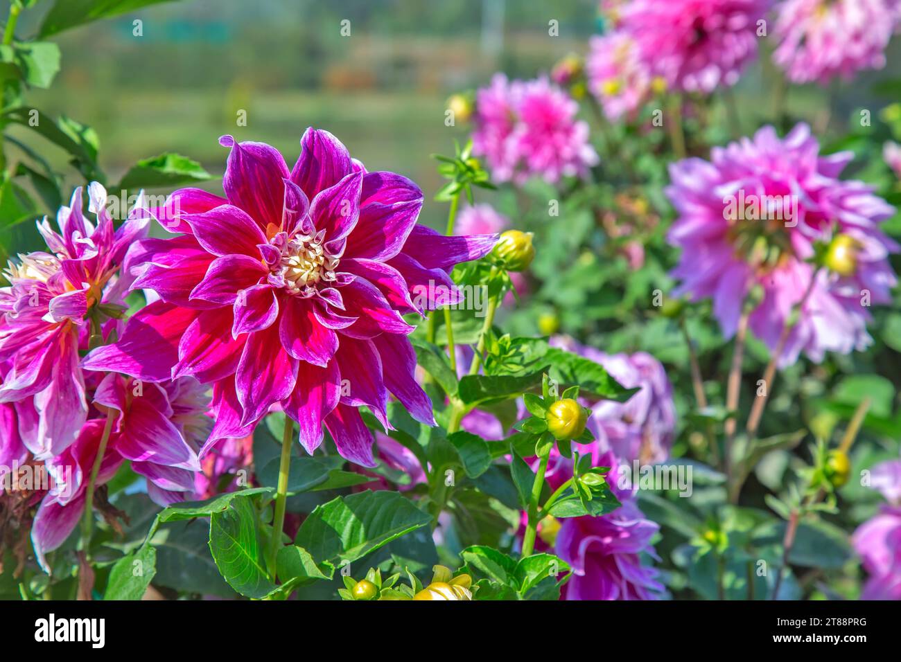 blooming daisy flowers in Jawaharlal Nehru Memorial Botanical Gardens in Srinagar,Jammu,Kashmir India, Asia Stock Photo