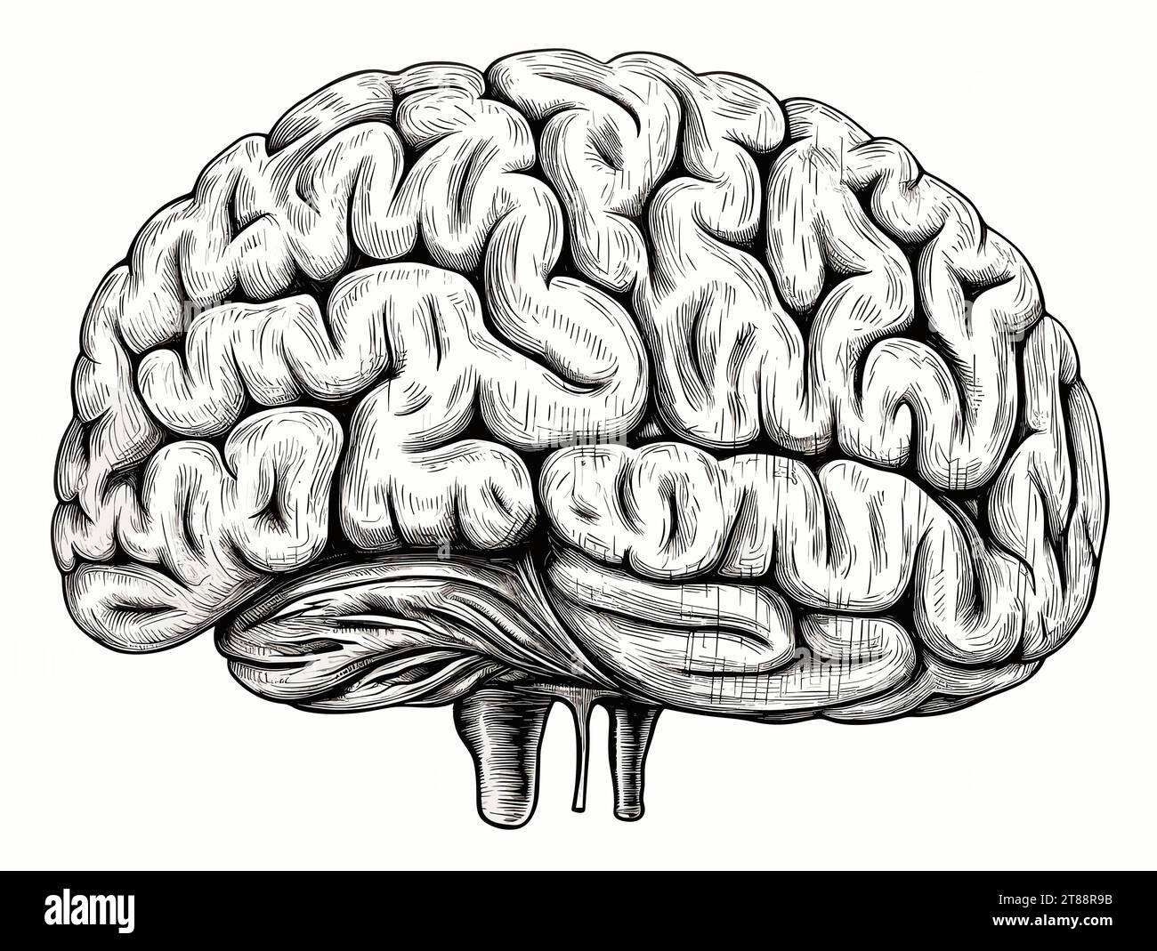 Brain black and white Stock Vector Images - Alamy