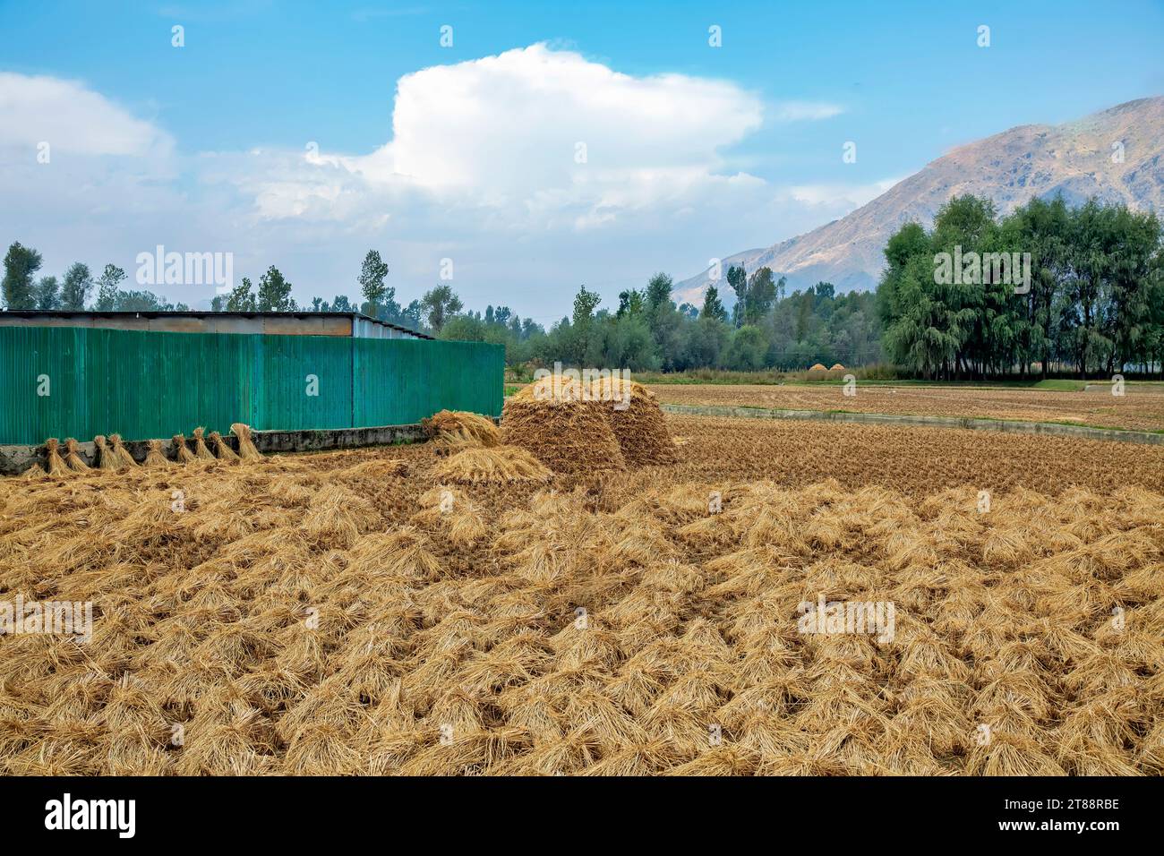 rice harvest on Leh-Ladakh highway in Srinagar,Jammu Kashmir india. Stock Photo