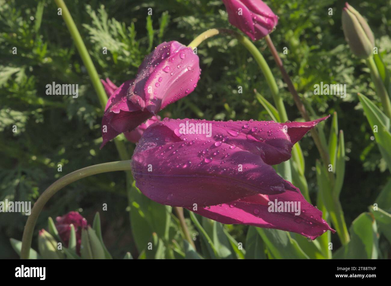 Vivid fushia ntulips, growing in garden, beauty 09f nature. Close up highlightimng it design, pattern , lines and texture. Stock Photo