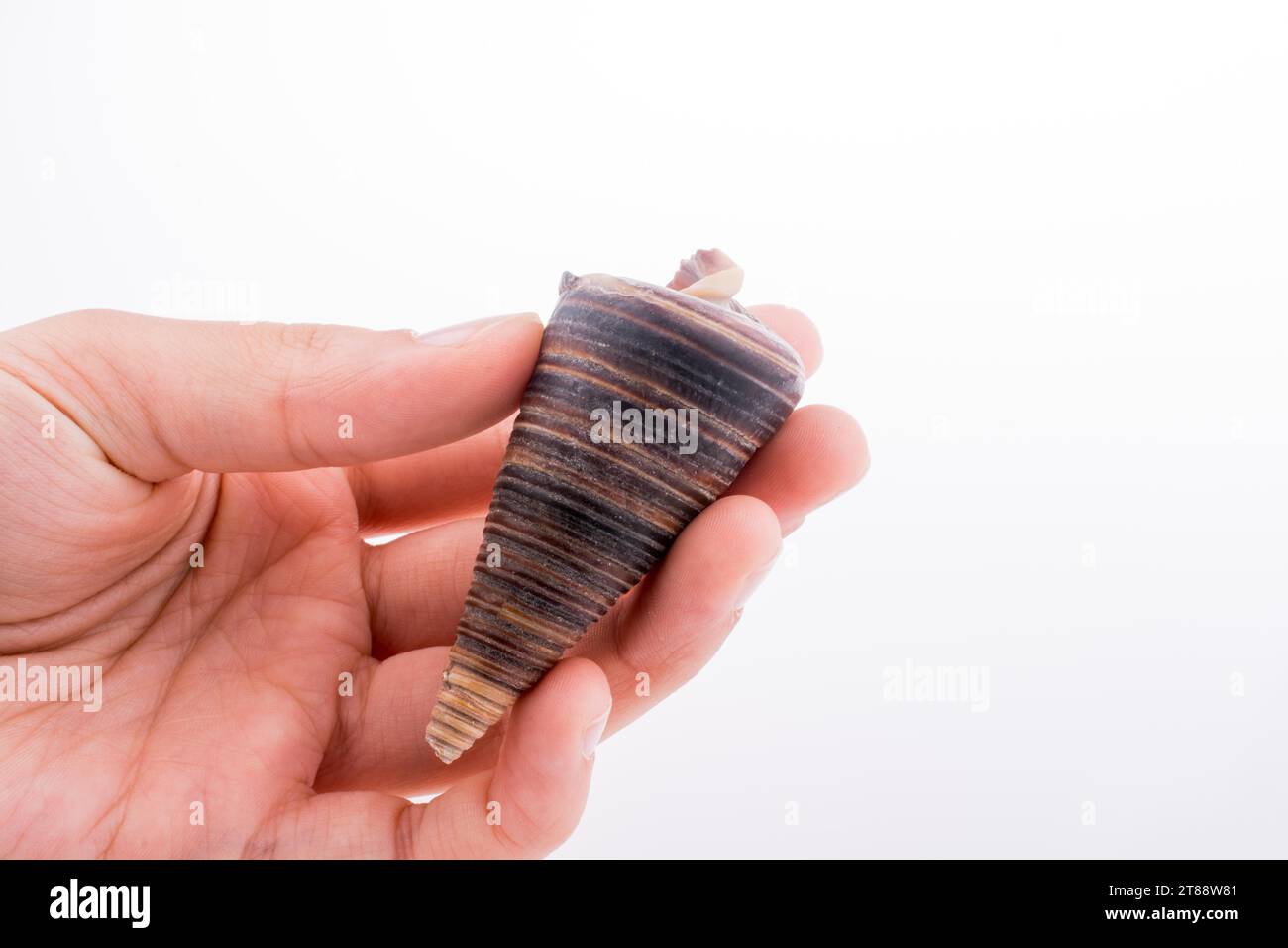 Hand holding Beautiful sea shell on a white background Stock Photo - Alamy