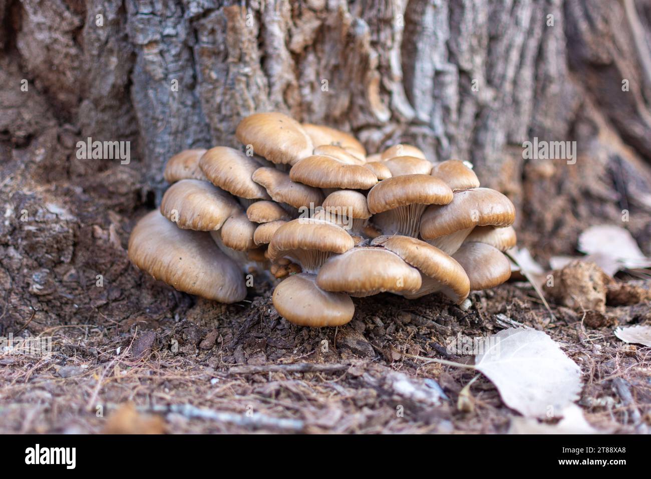 A cluster of mushrooms growing at the base of a tree in the forest. Stock Photo