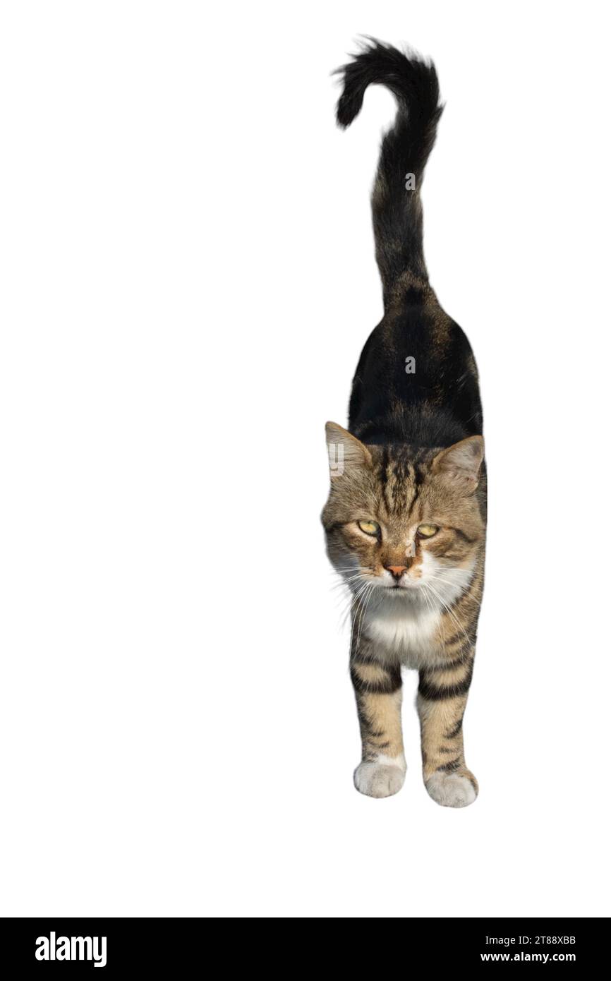 Cat pictures, cat eyes, cute cat, innocent cat pictures, close-up cat pictures, photography of cats Stock Photo