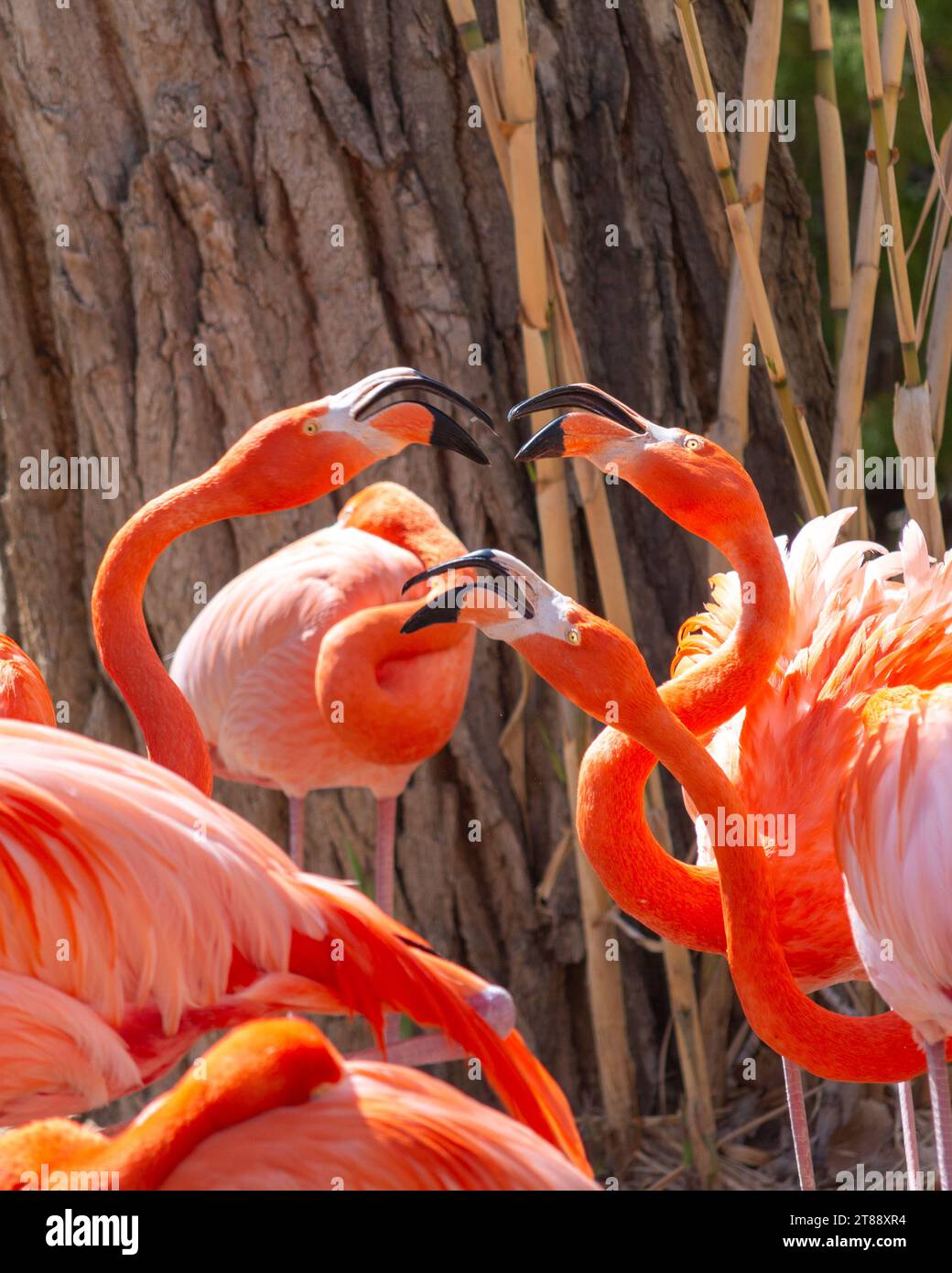 Close-up portrait of beautiful pink flamingos wading together in a pond. Stock Photo