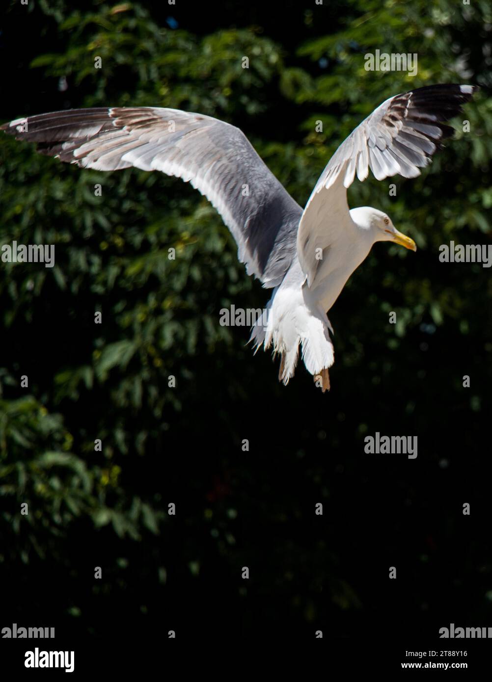 Seagull flying over the trees in the garden Stock Photo