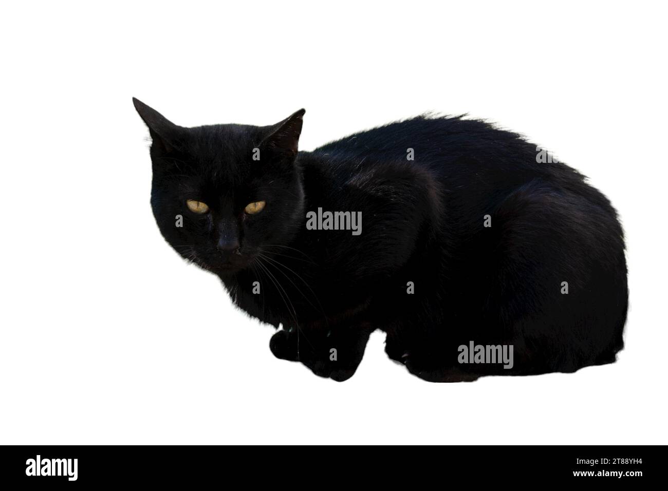 Cat pictures, cat eyes, cute cat, innocent cat pictures, close-up cat pictures, photography of cats Stock Photo