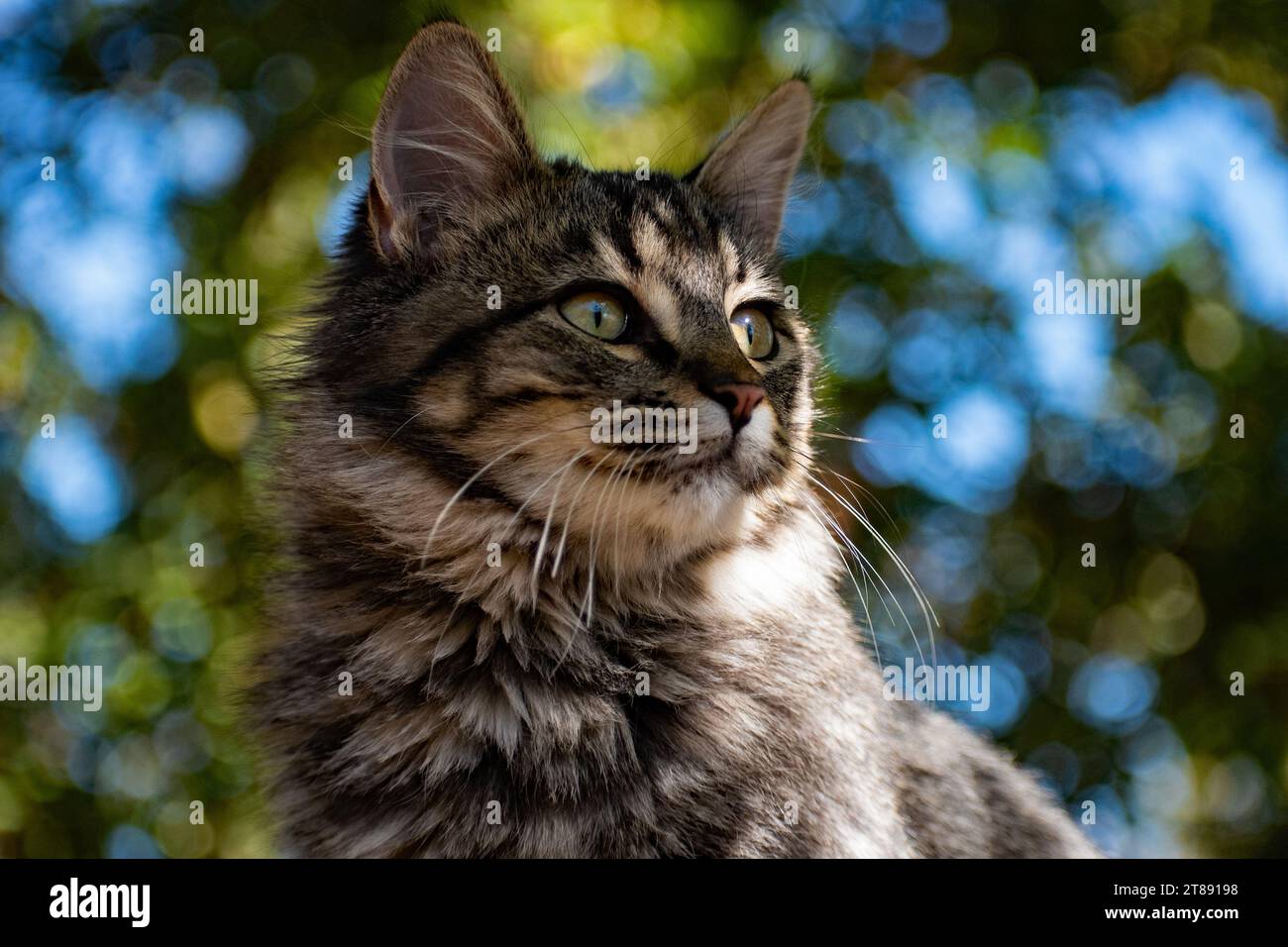 Tabby cat with bokeh background. Cooler colors. Stock Photo