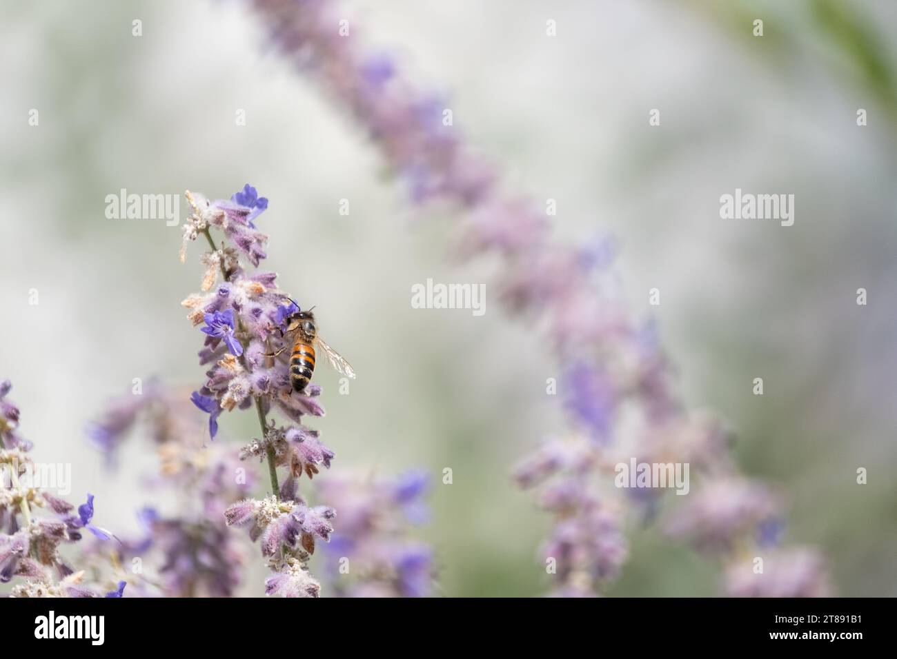 A lone honeybee pollinates a lavender flower while gathering nectar; a macro image of a bee on a flower with a shallow depth of field. Stock Photo