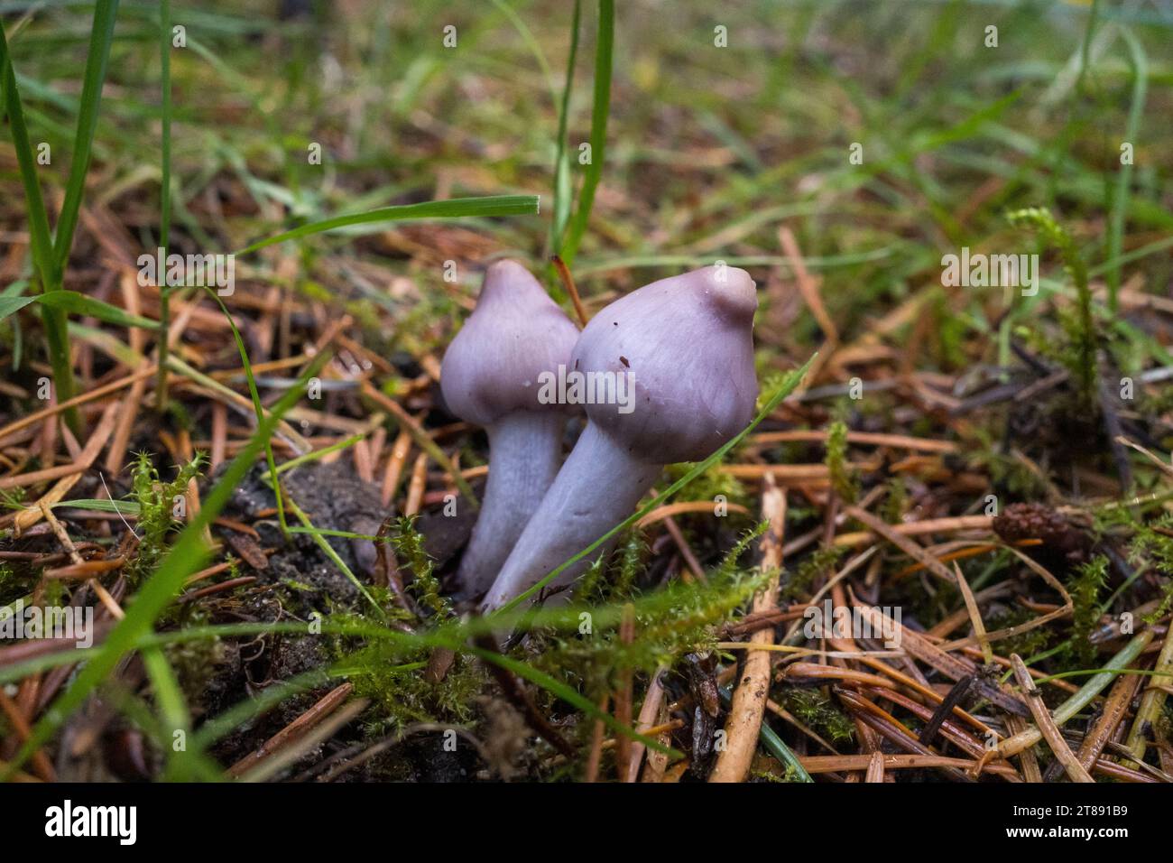 Wild mushrooms of the PNW Stock Photo - Alamy