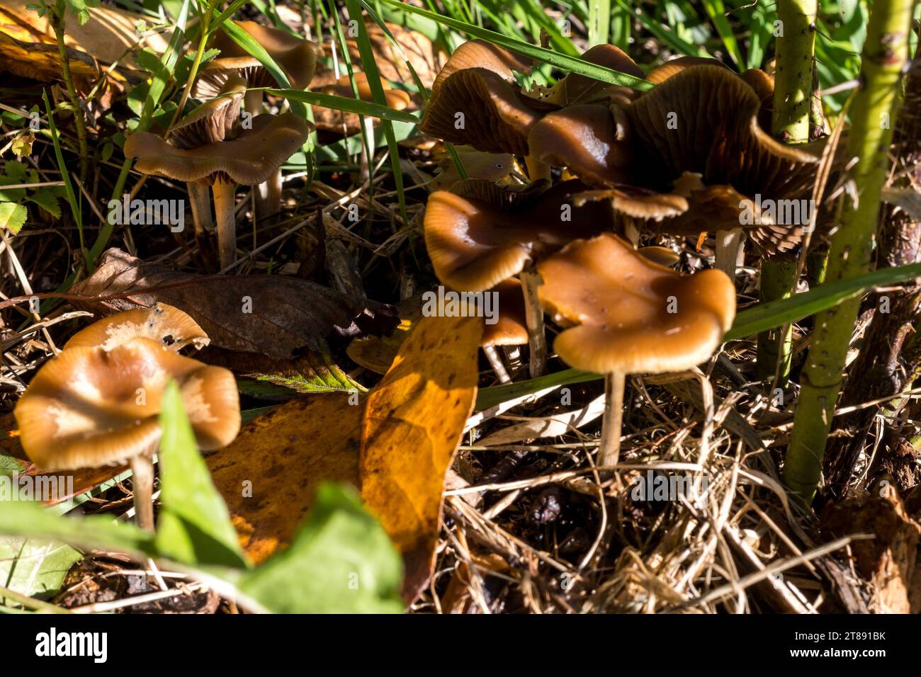 Psilocybe Cyanescens Magic Mushrooms growing in wood chips Stock Photo