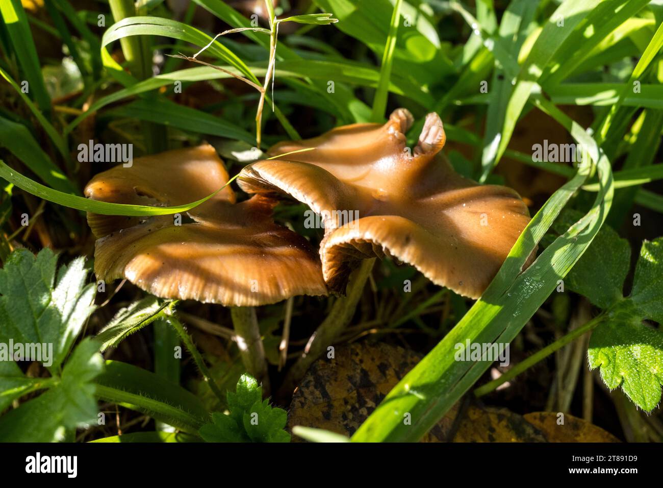 Psilocybe Cyanescens Magic Mushrooms growing in wood chips Stock Photo