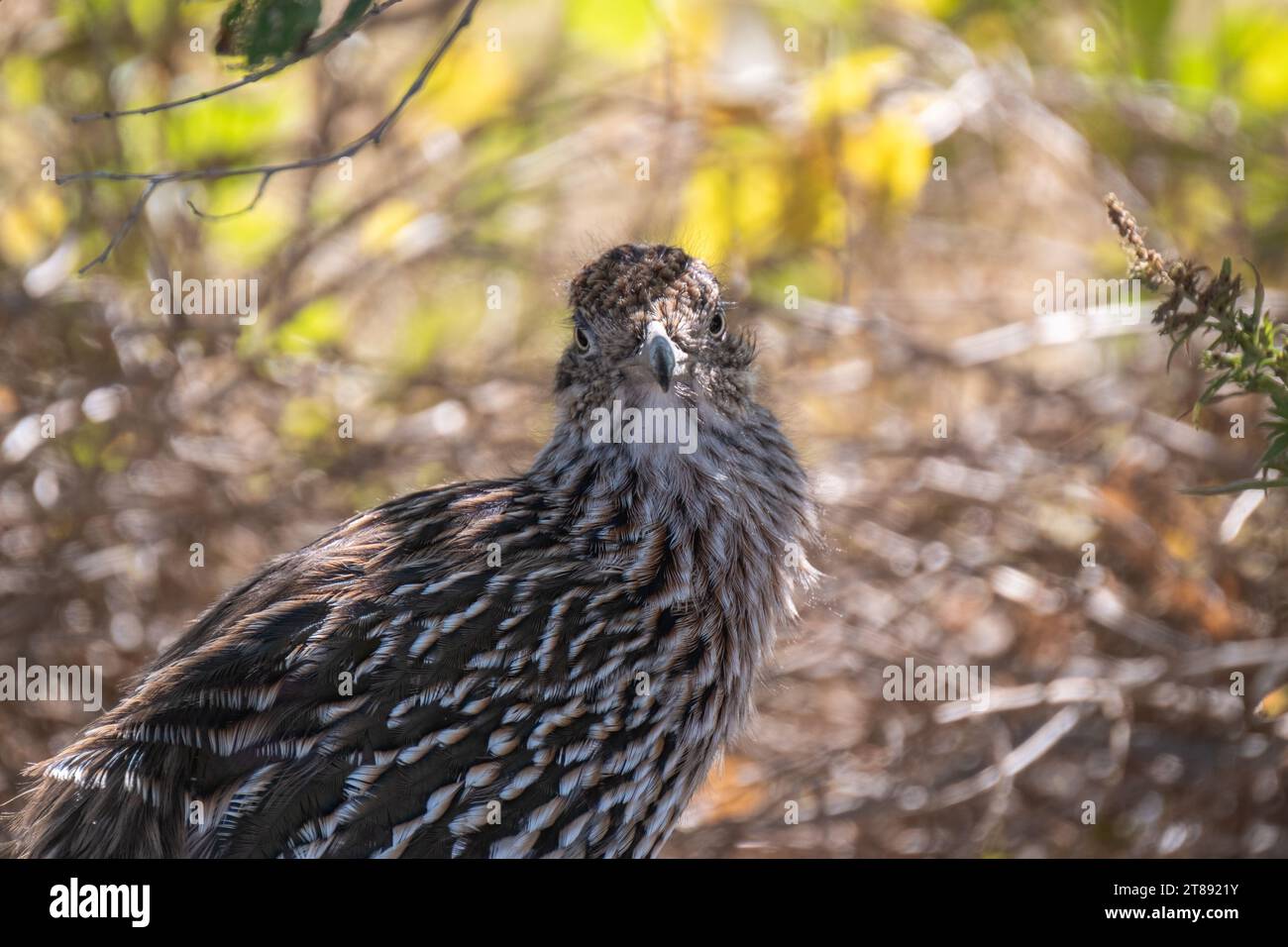 A roadrunner sitting in the shade of a bush turns to look directly into the camera. Stock Photo