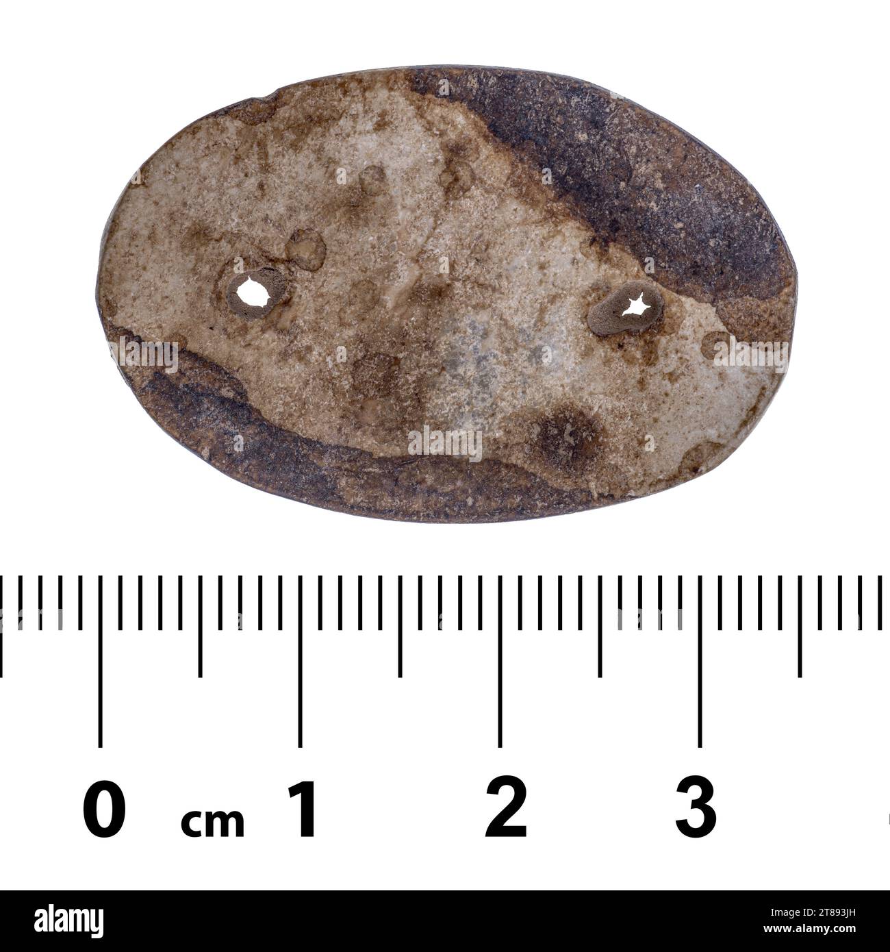 Ancient currency shell hi-res stock photography and images - Alamy