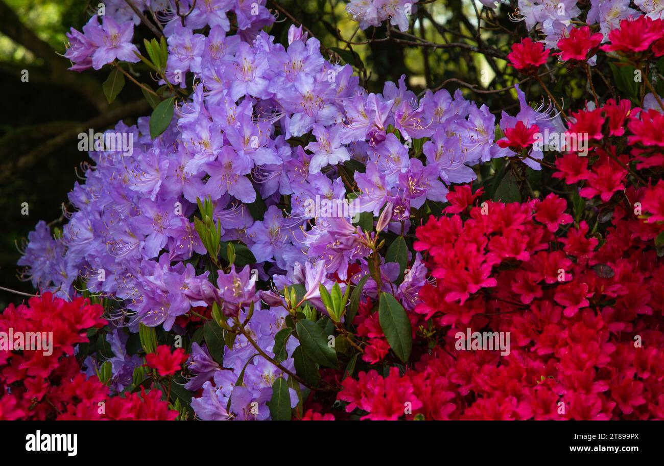 Azalia flowers in red and purple Stock Photo