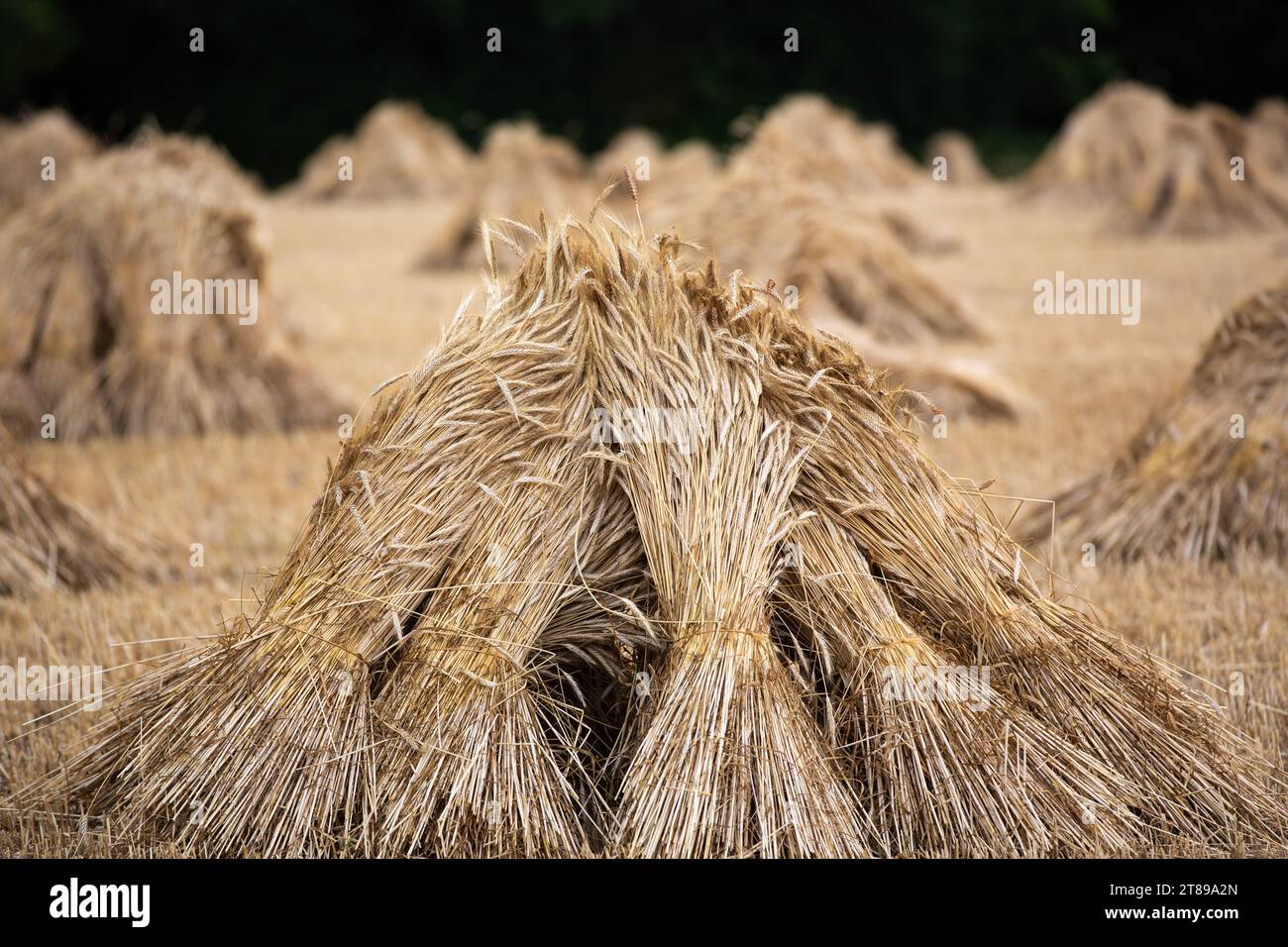 Traditional wheat harvest hi-res stock photography and images - Alamy