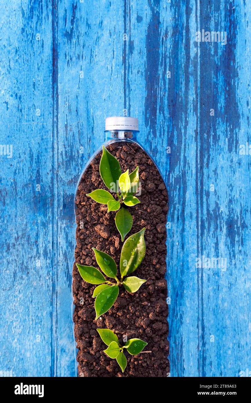 Seeding, gardening In a plastic bottle. Recycling to reduce waste to zero. environmental concept Stock Photo