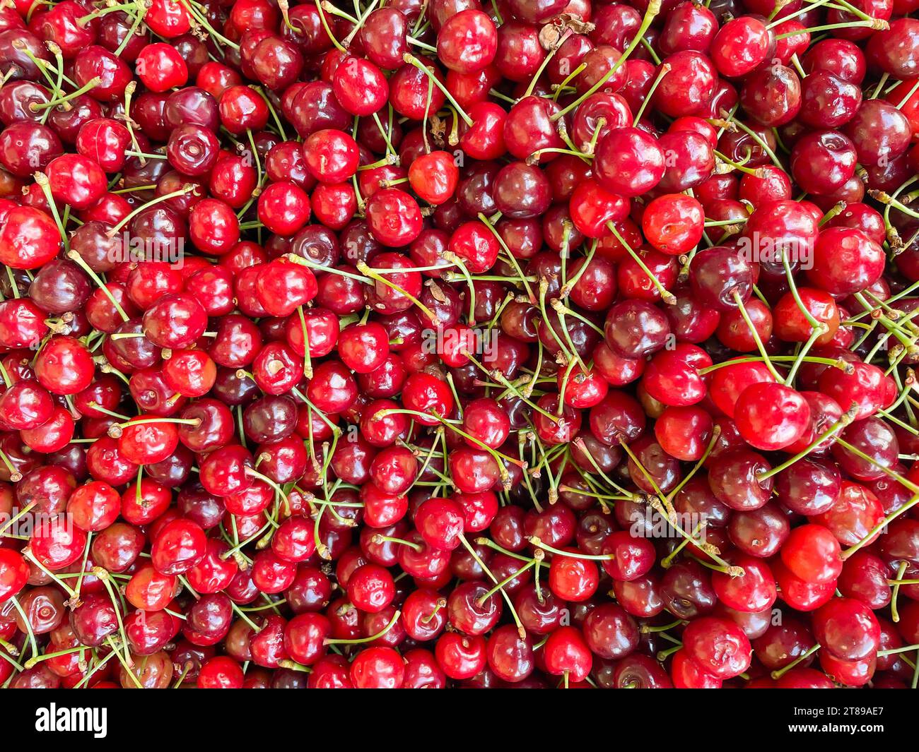 lots of red ripe cherries vitamins delicious food healthy food as ...