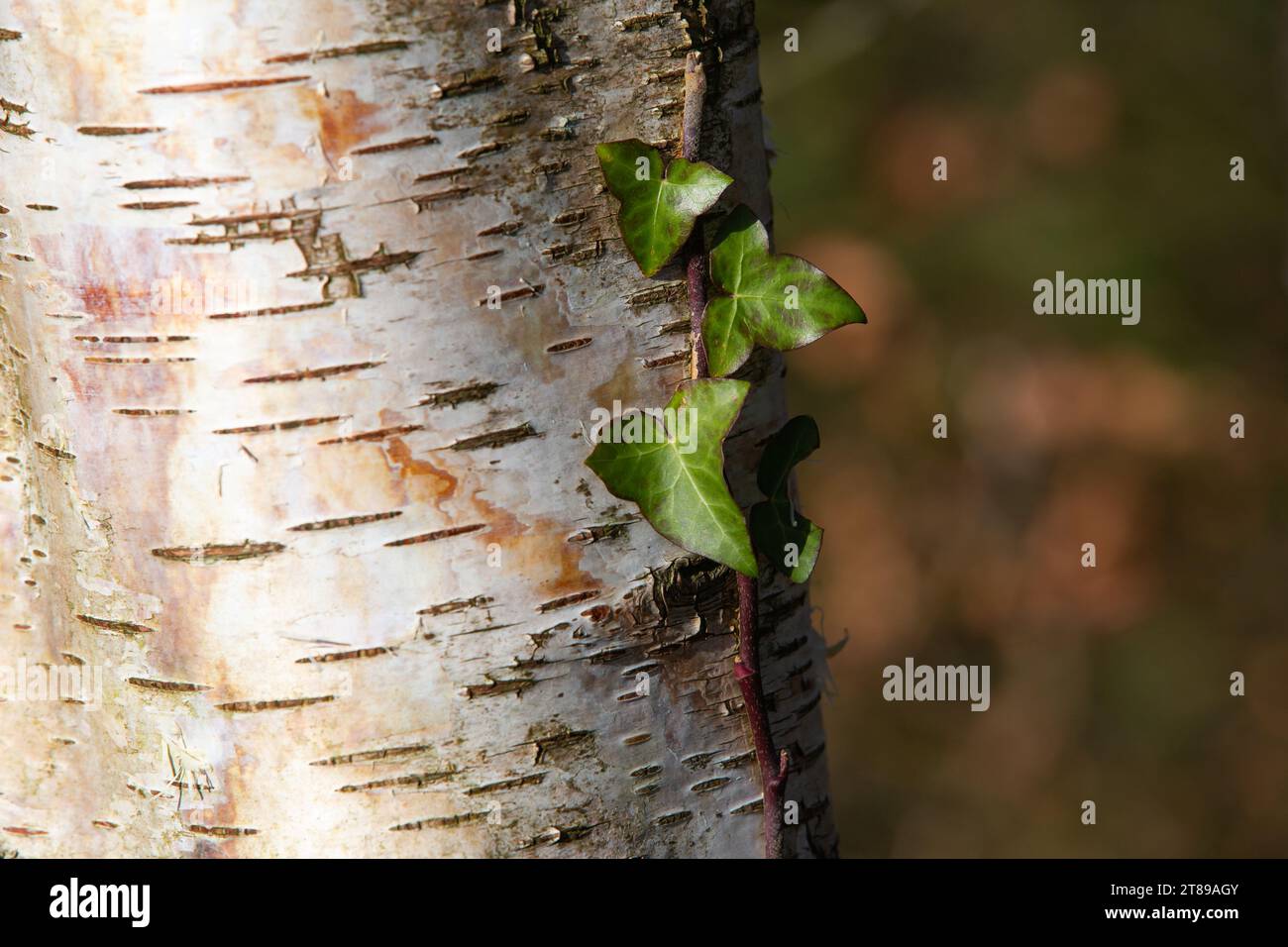 Ivy growing on Silver Birch tree trunk Stock Photo