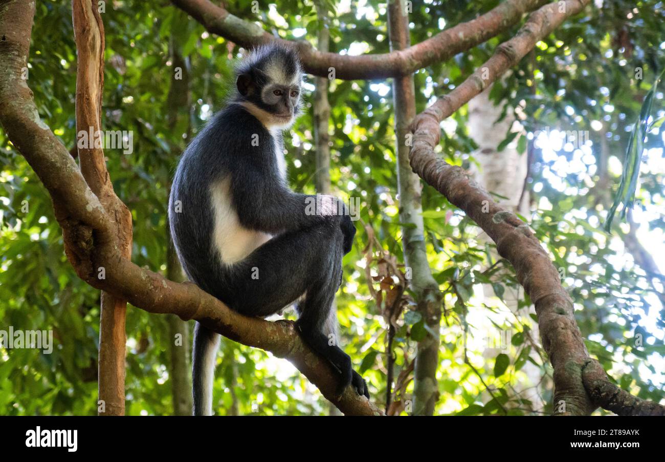 Thomas leaf monkey hi-res stock photography and images - Alamy